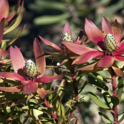 Leucadendron ‘Safari Sunset’