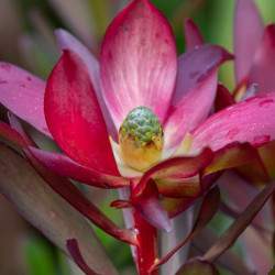 Leucadendron ‘Safari Sunset’