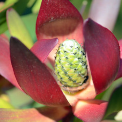 Leucadendron ‘Safari Sunset’