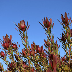 Leucadendron ‘Safari Sunset’