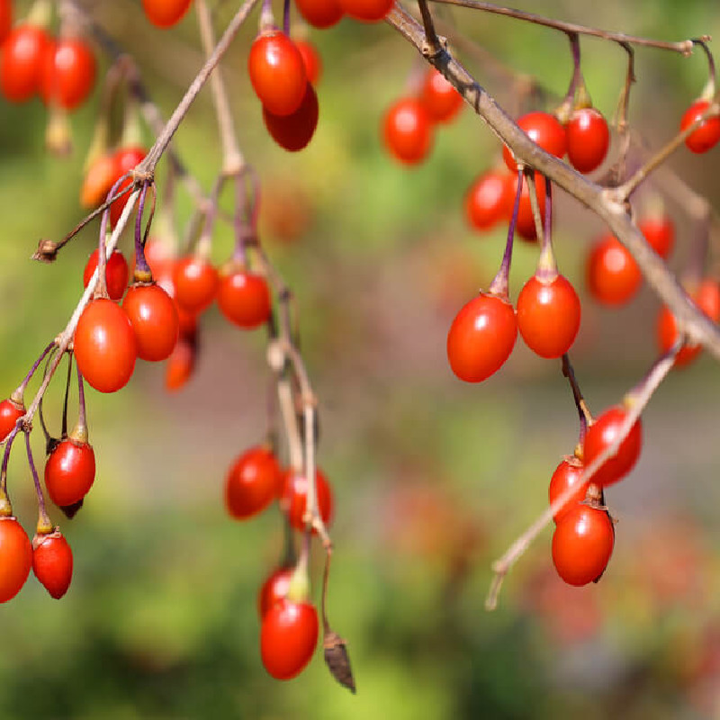 Lycium barbarum ‘Sweet Success‘