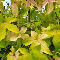 Liquidambar styraciflua ‘Schock's Gold‘