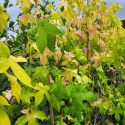 Liquidambar styraciflua ‘Schock's Gold‘