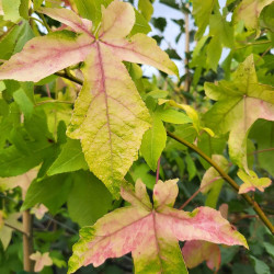 Liquidambar styraciflua ‘Schock's Gold‘