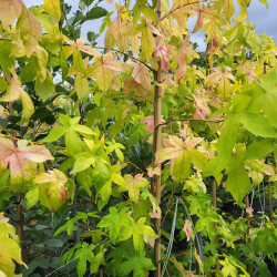 Liquidambar styraciflua ‘Schock's Gold‘