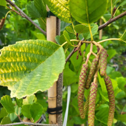 Alnus glutinosa ‘Aurea’