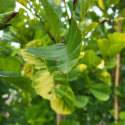 Alnus glutinosa ‘Aurea’