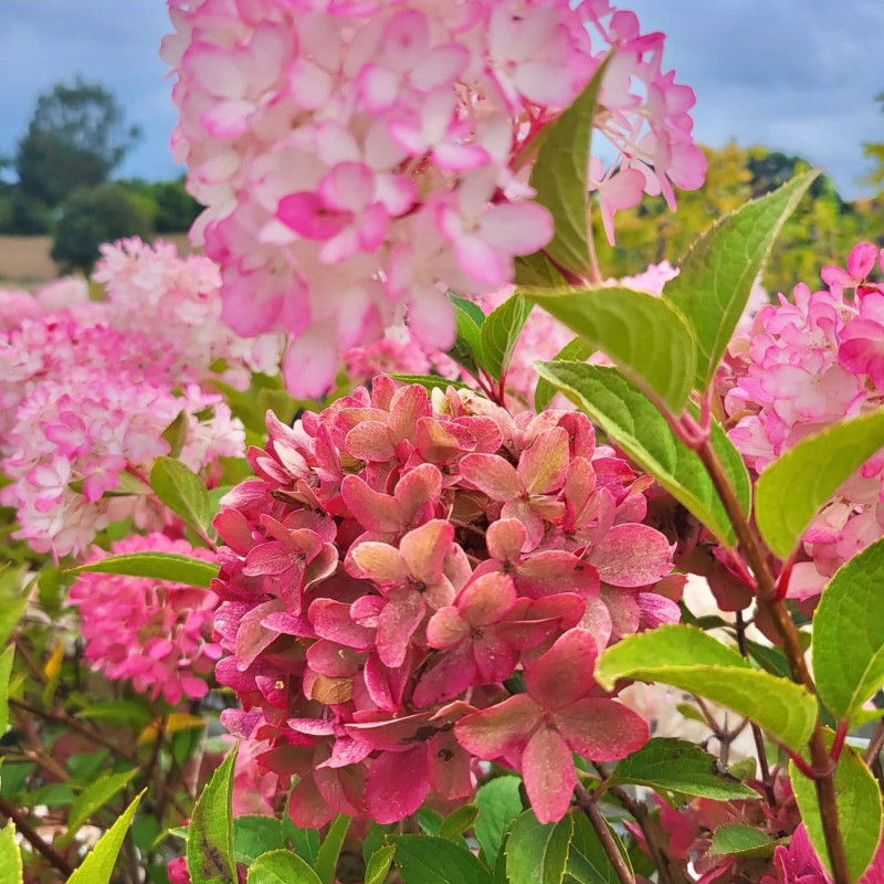 Hydrangea paniculata ‘Petite Flori ‘