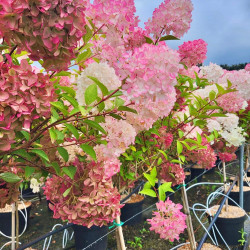 Hydrangea paniculata ‘Petite Flori ‘