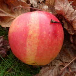 Malus domestica ‘Jubilé’ - Pommier