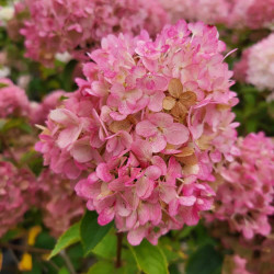 Hydrangea paniculata ‘Petite Cherry‘