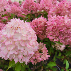 Hydrangea paniculata ‘Petite Cherry‘