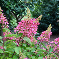 Hydrangea paniculata ‘Pinky Winky‘