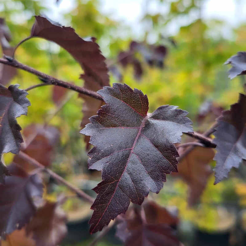 Betula ‘Royal Frost’