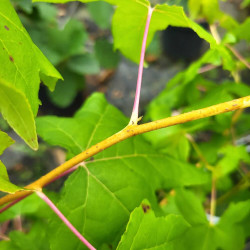 Liquidambar styraciflua ‘Golden Sun’