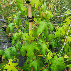 Liquidambar styraciflua ‘Golden Sun’