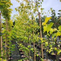 Betula pendula ‘Golden Cloud‘ - Bouleau blanc