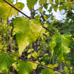 Betula pendula ‘Golden Cloud‘ - Bouleau blanc