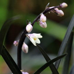 Ophiopogon planiscapus ‘Niger‘