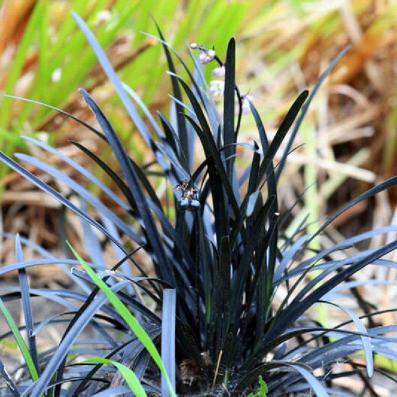 Ophiopogon planiscapus ‘Niger‘