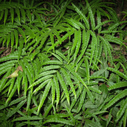 Pteris umbrosa