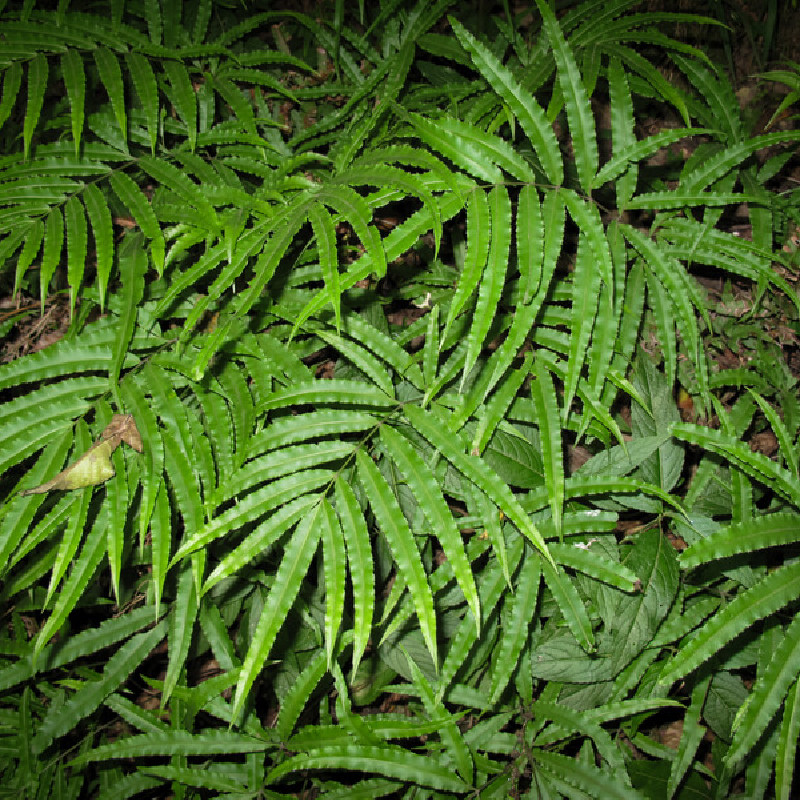 Pteris umbrosa