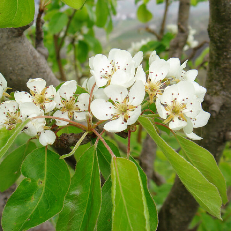 Pyrus communis ‘Bergamotte Esperen‘