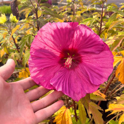 Hibiscus moscheutos ‘Berry Awesome’