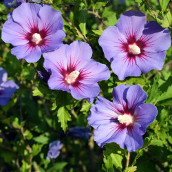 Hibiscus syriacus ‘Ultramarine