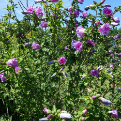 Hibiscus syriacus ‘Lavender Chiffon‘