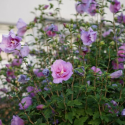 Hibiscus syriacus ‘Lavender Chiffon‘