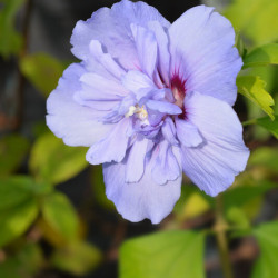 Hibiscus syriacus ‘Blue Chiffon‘