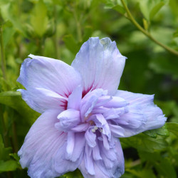 Hibiscus syriacus ‘Blue Chiffon‘