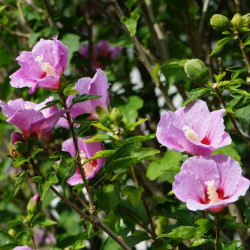 Hibiscus syriacus ‘Woodbridge’