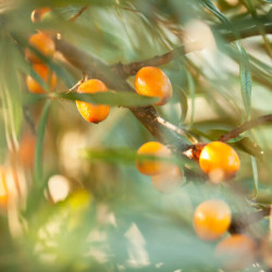 Hippophae rhamnoides ‘Hergo‘