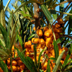 Hippophae rhamnoides ‘Hergo‘