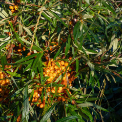 Hippophae rhamnoides ‘Hergo‘