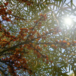 Hippophae rhamnoides ‘Hergo‘