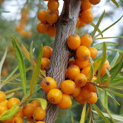 Hippophae rhamnoides ‘Leikora‘