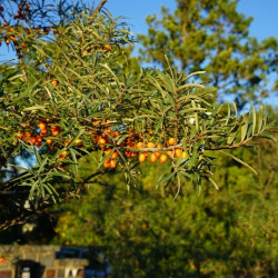 Hippophae rhamnoides ‘Leikora‘