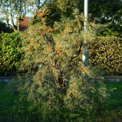 Hippophae rhamnoides ‘Leikora‘