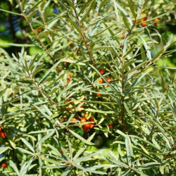 Hippophae rhamnoides ‘Leikora‘