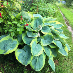 Hosta ‘Twilight’