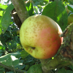 Malus domestica ‘Dous Coëtligné’