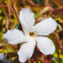 Mandevilla laxa