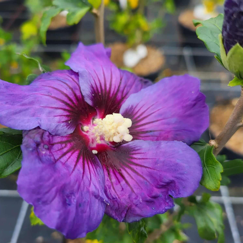 Hibiscus syriacus ‘Ultramarine‘ - Minultra