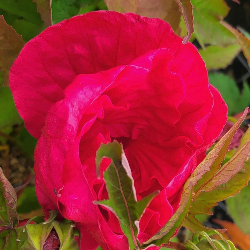 Hibiscus moscheutos ‘Summer in paradise‘