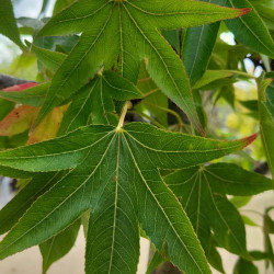 Liquidambar styraciflua ‘Oakville Highlight‘