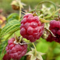 Rubus idaeus ‘Sumo’