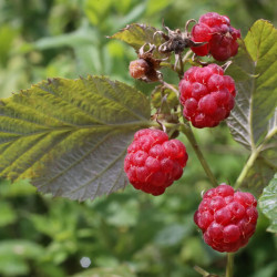 Rubus idaeus ‘Sumo’